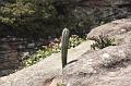 25 Chapada plants